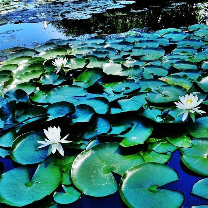 20134561_1565435900141713_1783442215_n